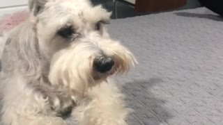 This Jealous Dog Wants All Of His Owner's Attention For Himself