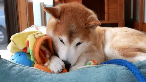 Shiba Inu playing his own love toy