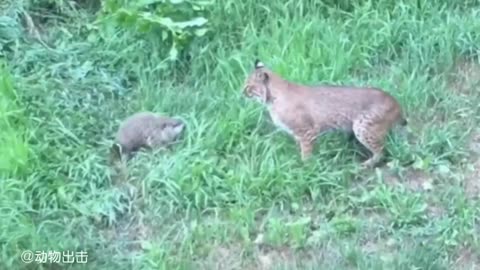 Marmots fight against bobcats and would rather die than surrender