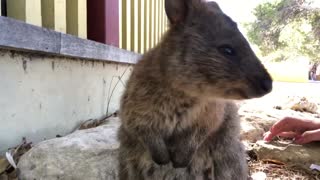 A kiss from Quokka!!