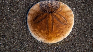 Seashells and Sand Dollars: relax and enjoy
