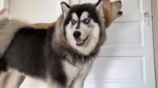 Epic howling competition between husky and labrador