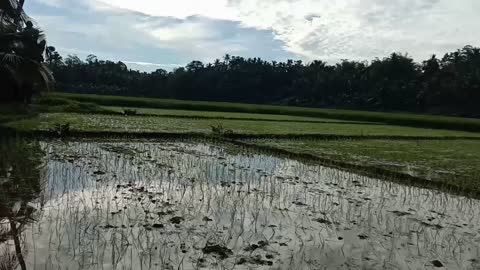 The Philippine rice plant