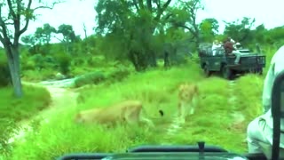 Lion Attack on Safari Car in Indian National park
