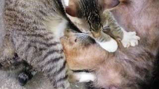 Mama Dog Enjoys Friendly Massage From Rescue Cat Best Friend