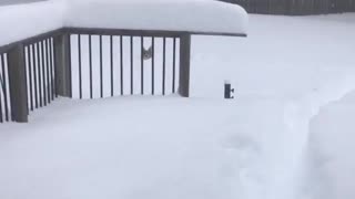 Corgi Clambers Through Thick Snow After Blizzard
