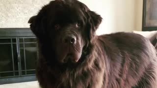 Sweetest Newfoundland ever demands your full attention