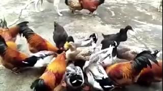 Chicken vs dog fight : funny video