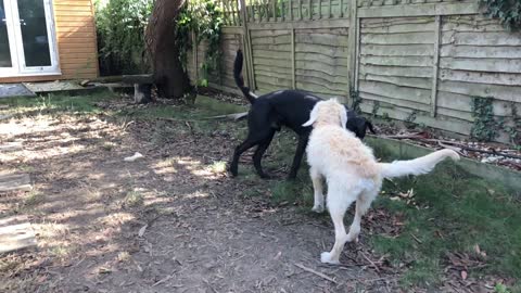 Older Dog Teaches Puppy to Play Catch