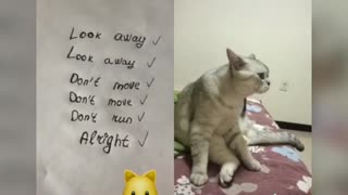 These cats can speak!
