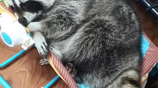 Raccoon is sleeping in the baby bouncer.