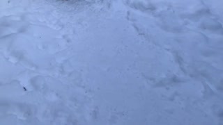 Puppy loves playing in snow