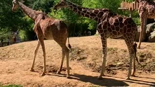 Giraffe hugs