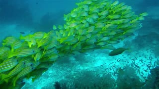 School of colorful fish