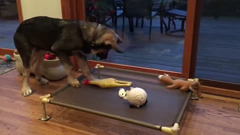 Puppy plays with Rubber chicken