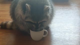 Pet raccoon plays with cup full of ice cubes