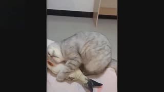 A cat happy with his fish