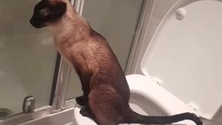 Well-Mannered Cat Chooses Toilet over Litterbox