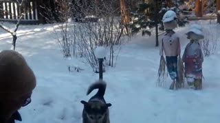 Dog Has a Showdown with the Shovel