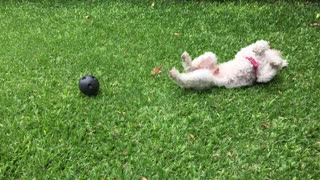 A nice dog playing with the ball.