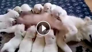 Cute Puppies feeding on their mother-s milk