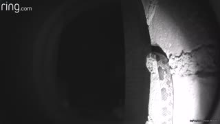 Snake Slithers Past Doorbell Camera