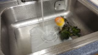 Bird Loves its Bath