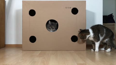 Cats engage in epic fight over new cardboard box dominance