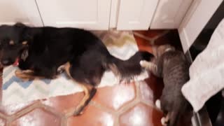 Cats finally plays with dog!