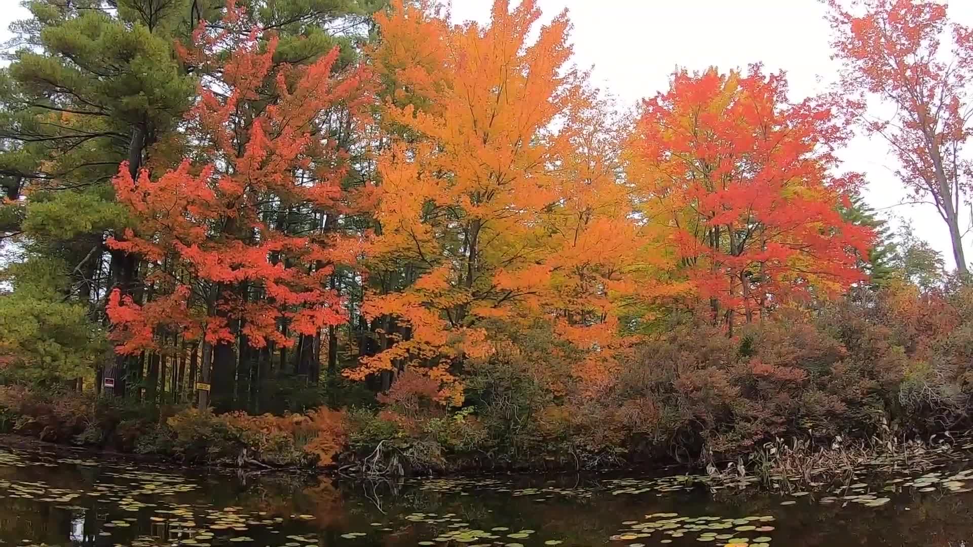 Fall Foliage NH