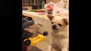 Cutest and Funniest pets videos | Pets Compilation
