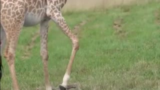 The little giraffe tries to take these first steps