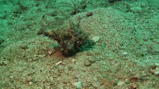 Octopus Walking Along the Ocean Floor
