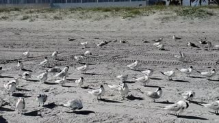 Gulls on the beach give me a show!