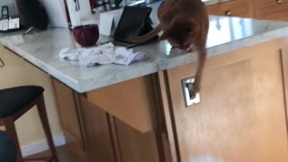 Cat on Counter Slaps Westie Dog