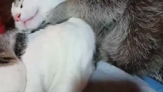 Raccoon Helps Cat Keep Clean