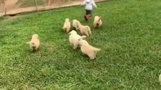 Adorable baby playing with puppies