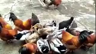 dog fight with chicken funny video