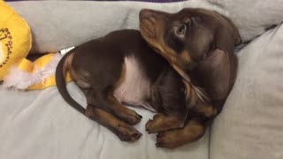 Adorably tiny puppy gets the hiccups