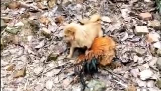 brave chicken attack dog