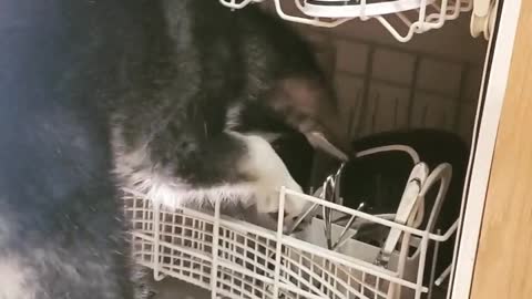 Thoughtful puppy likes helping with the dishes