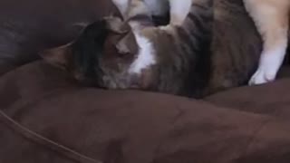Devon Rex cats play fighting