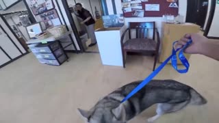 Husky crying and Howling out of joy after being resucued