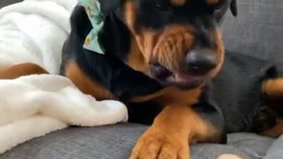 Cute Puppy Playing with a Toiletrol