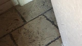 Doggy Spins Straight Into Wall