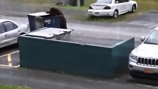 Hungry Bear Dumpster Dives