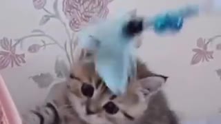 cute kitten funny video