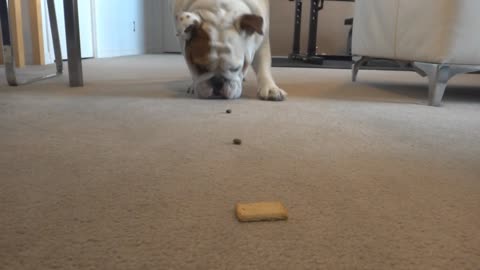Trail of treats leads English Bulldog to delicious snack