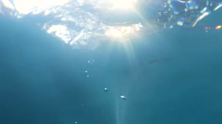 Underwater Ocean Footage
