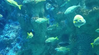 Fishes swimming in Aquarium